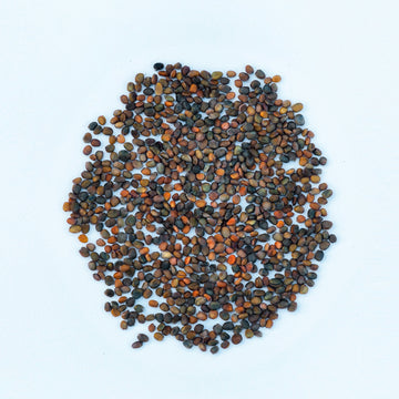 Organic Jerjeer Seeds