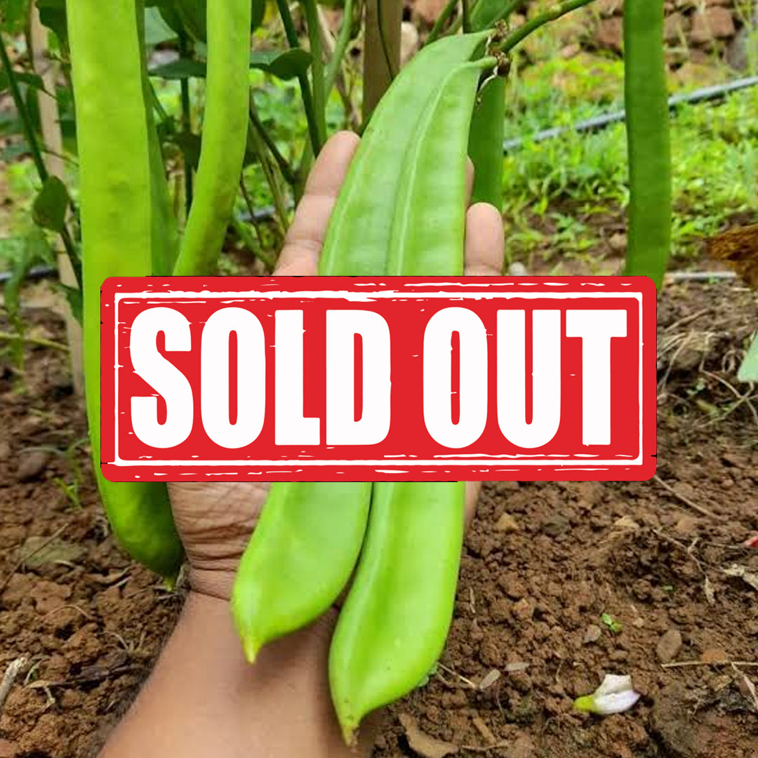 Sword Beans Seeds | 100% Organic Seeds | Sword Beans Green 10 Seeds